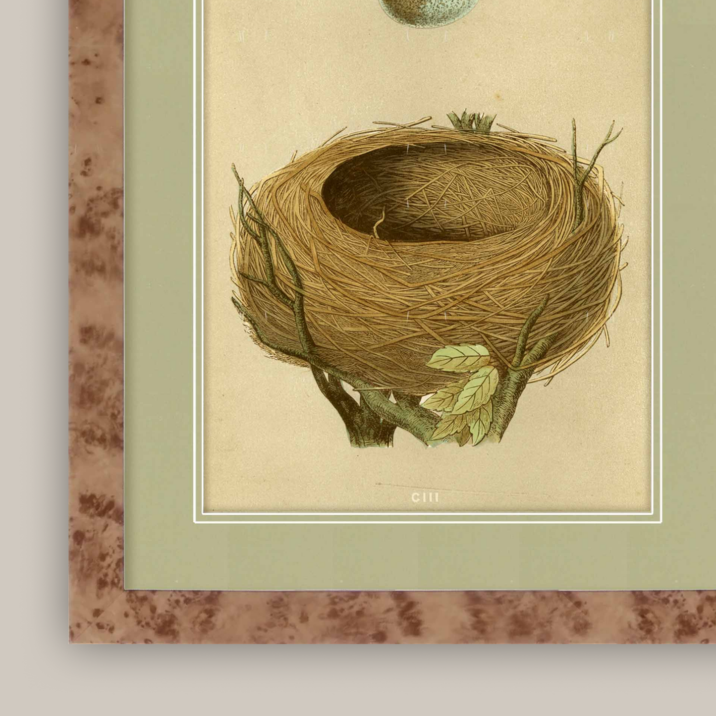 Martha Stewart Skylands | Ornithology Study: Nest & Egg | Framed Vintage Bird Nest Illustration | New England Estate Wall Art