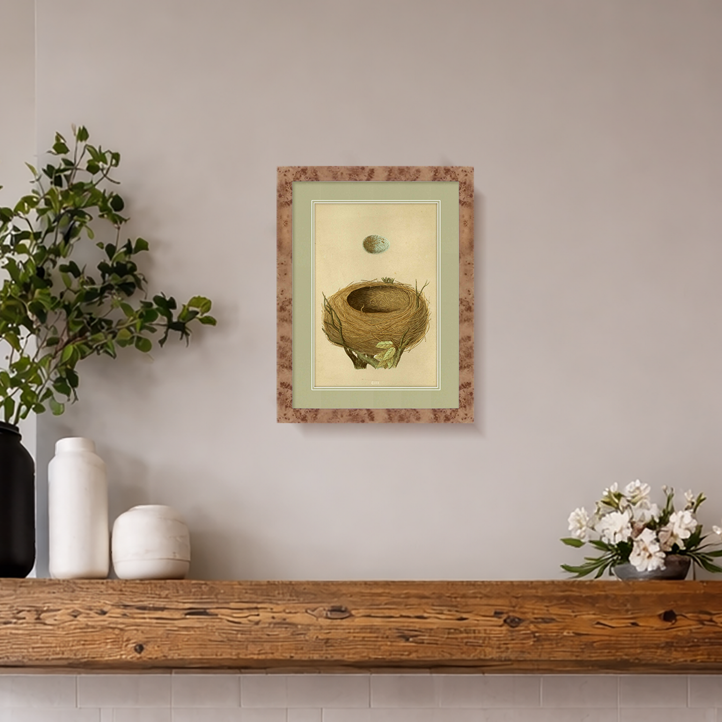 Martha Stewart Skylands | Ornithology Study: Nest & Egg | Framed Vintage Bird Nest Illustration | New England Estate Wall Art