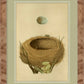 Martha Stewart Skylands | Ornithology Study: Nest & Egg | Framed Vintage Bird Nest Illustration | New England Estate Wall Art