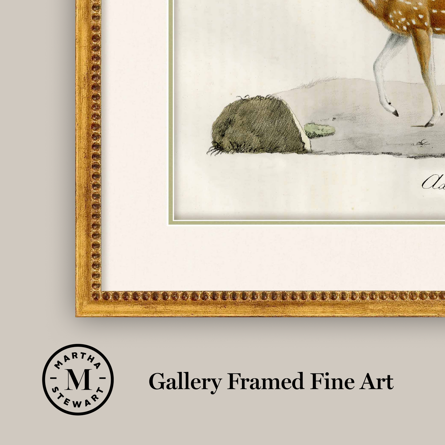 Martha Stewart Skylands | Wildlife Study: Stag | Framed Vintage Deer Illustration | Estate Natural History Wall Art
