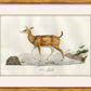 Martha Stewart Skylands | Wildlife Study: Stag | Framed Vintage Deer Illustration | Estate Natural History Wall Art