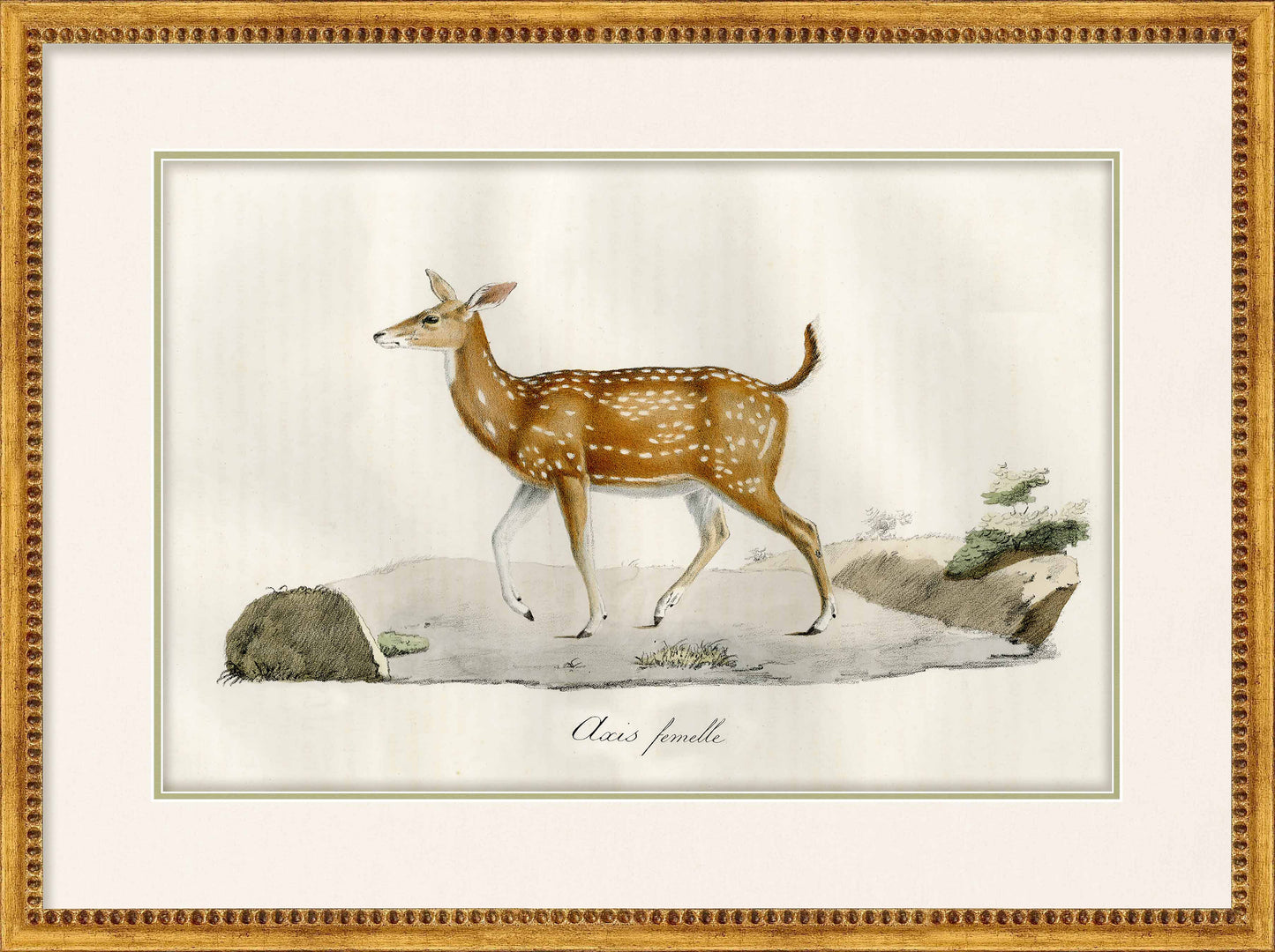 Martha Stewart Skylands | Wildlife Study: Stag | Framed Vintage Deer Illustration | Estate Natural History Wall Art