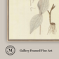 Martha Stewart Skylands | Woodland Botanical Study: Flowering Plant | Framed Vintage Botanical Illustration | Estate Wall Art