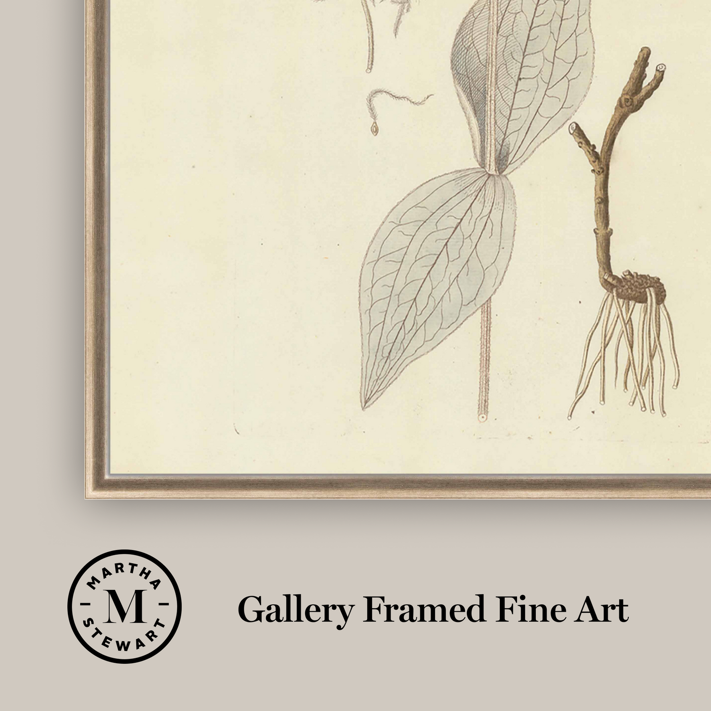 Martha Stewart Skylands | Woodland Botanical Study: Flowering Plant | Framed Vintage Botanical Illustration | Estate Wall Art