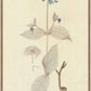 Martha Stewart Skylands | Woodland Botanical Study: Flowering Plant | Framed Vintage Botanical Illustration | Estate Wall Art