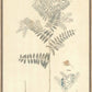 Martha Stewart Skylands | Woodland Botanical Study: Fern | Framed Vintage Fern Illustration | Historic Estate Décor