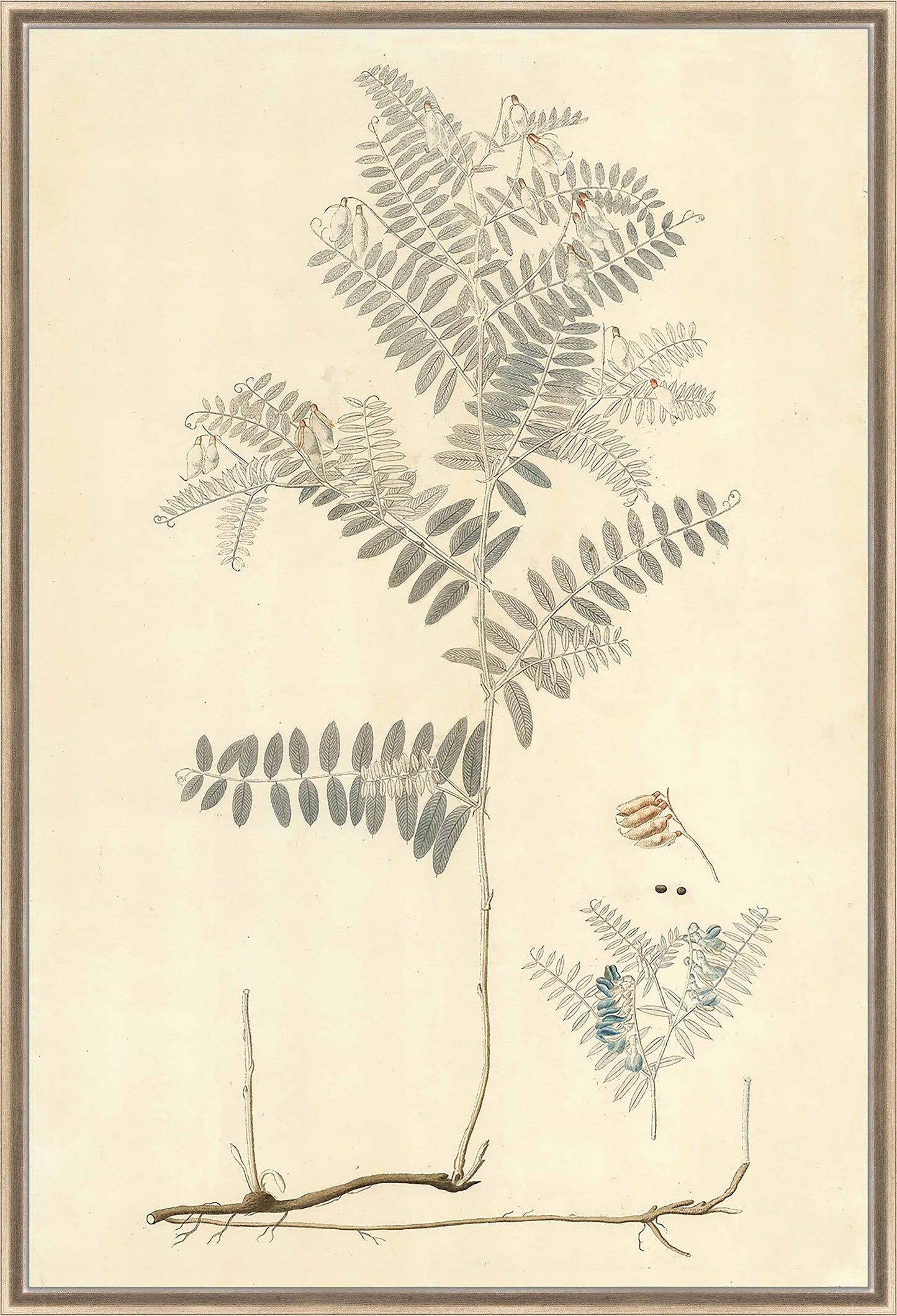 Martha Stewart Skylands | Woodland Botanical Study: Fern | Framed Vintage Fern Illustration | Historic Estate Décor