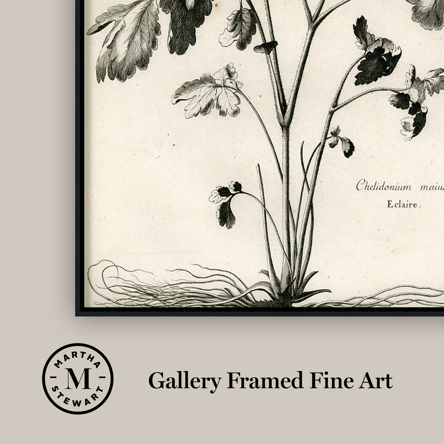Martha Stewart Skylands | Woodland Botanical Study: Bramble | Framed Vintage Botanical Illustration | Estate Wall Art