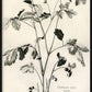 Martha Stewart Skylands | Woodland Botanical Study: Bramble | Framed Vintage Botanical Illustration | Estate Wall Art