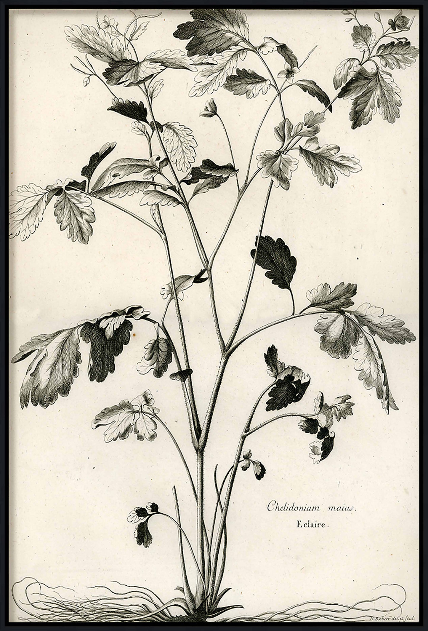 Martha Stewart Skylands | Woodland Botanical Study: Bramble | Framed Vintage Botanical Illustration | Estate Wall Art
