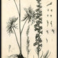 Martha Stewart Skylands | Woodland Botanical Study: Wildflower | Framed Vintage Botanical Print | Estate Study Décor