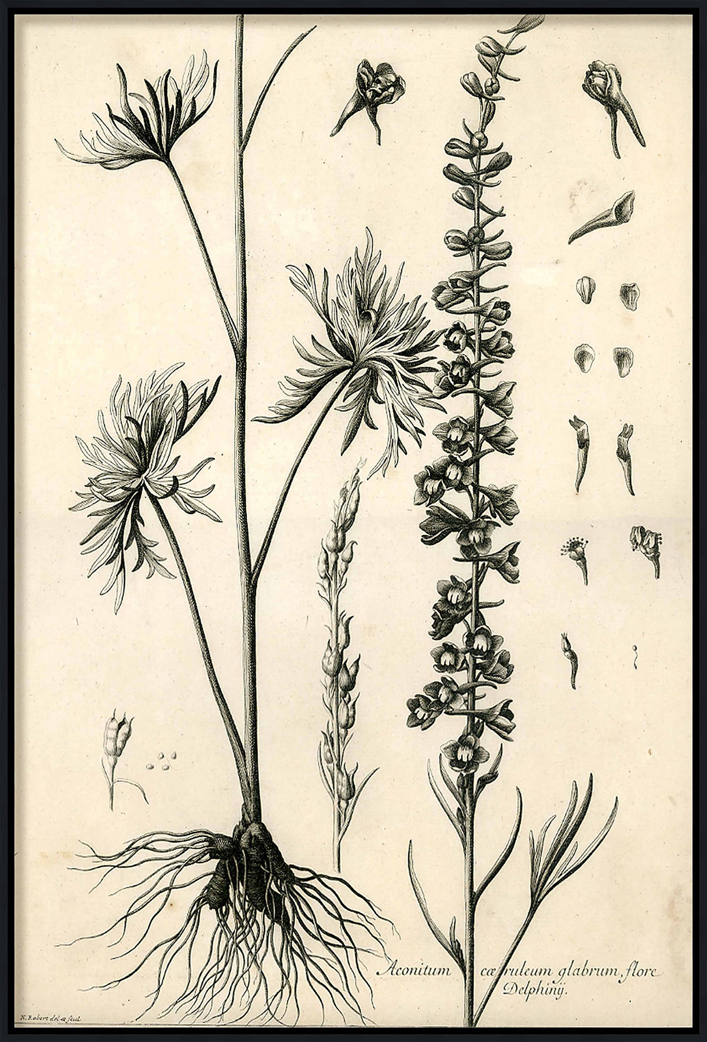Martha Stewart Skylands | Woodland Botanical Study: Wildflower | Framed Vintage Botanical Print | Estate Study Décor