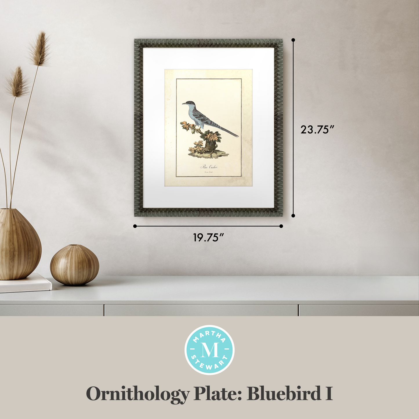 Martha Stewart Skylands | Ornithology Plate: Bluebird I | Framed Vintage Bird Illustration | Estate Natural History Art