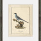 Martha Stewart Skylands | Ornithology Plate: Bluebird I | Framed Vintage Bird Illustration | Estate Natural History Art
