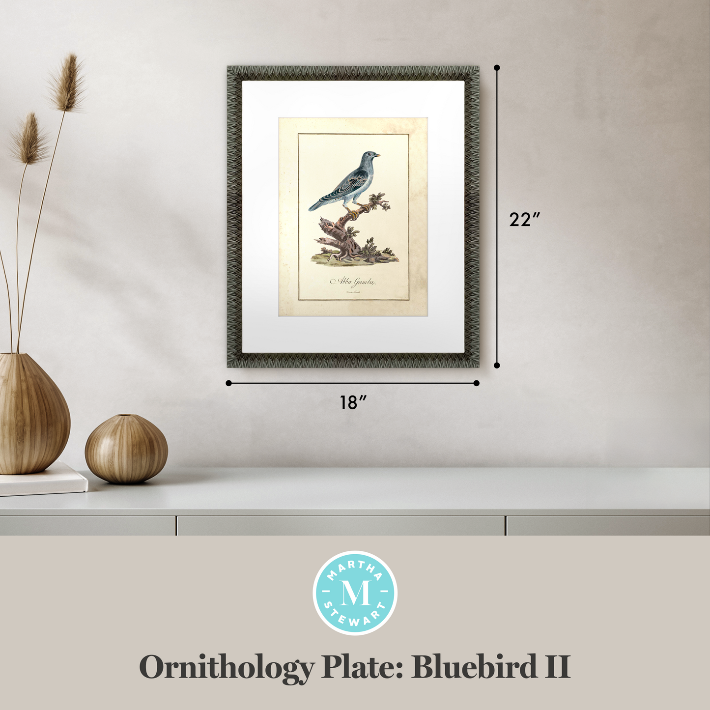 Martha Stewart Skylands | Ornithology Plate: Bluebird II | Framed Vintage Bird Illustration | Estate Natural History Art