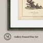 Martha Stewart Skylands | Ornithology Plate: Bluebird II | Framed Vintage Bird Illustration | Estate Natural History Art