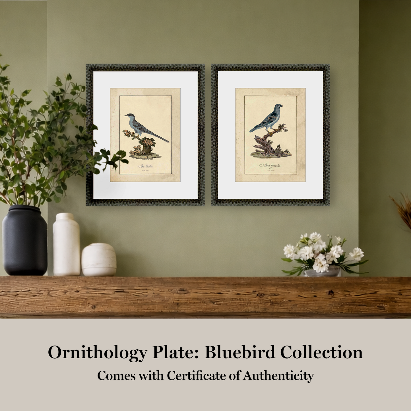 Martha Stewart Skylands | Ornithology Plate: Bluebird II | Framed Vintage Bird Illustration | Estate Natural History Art