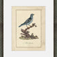 Martha Stewart Skylands | Ornithology Plate: Bluebird II | Framed Vintage Bird Illustration | Estate Natural History Art