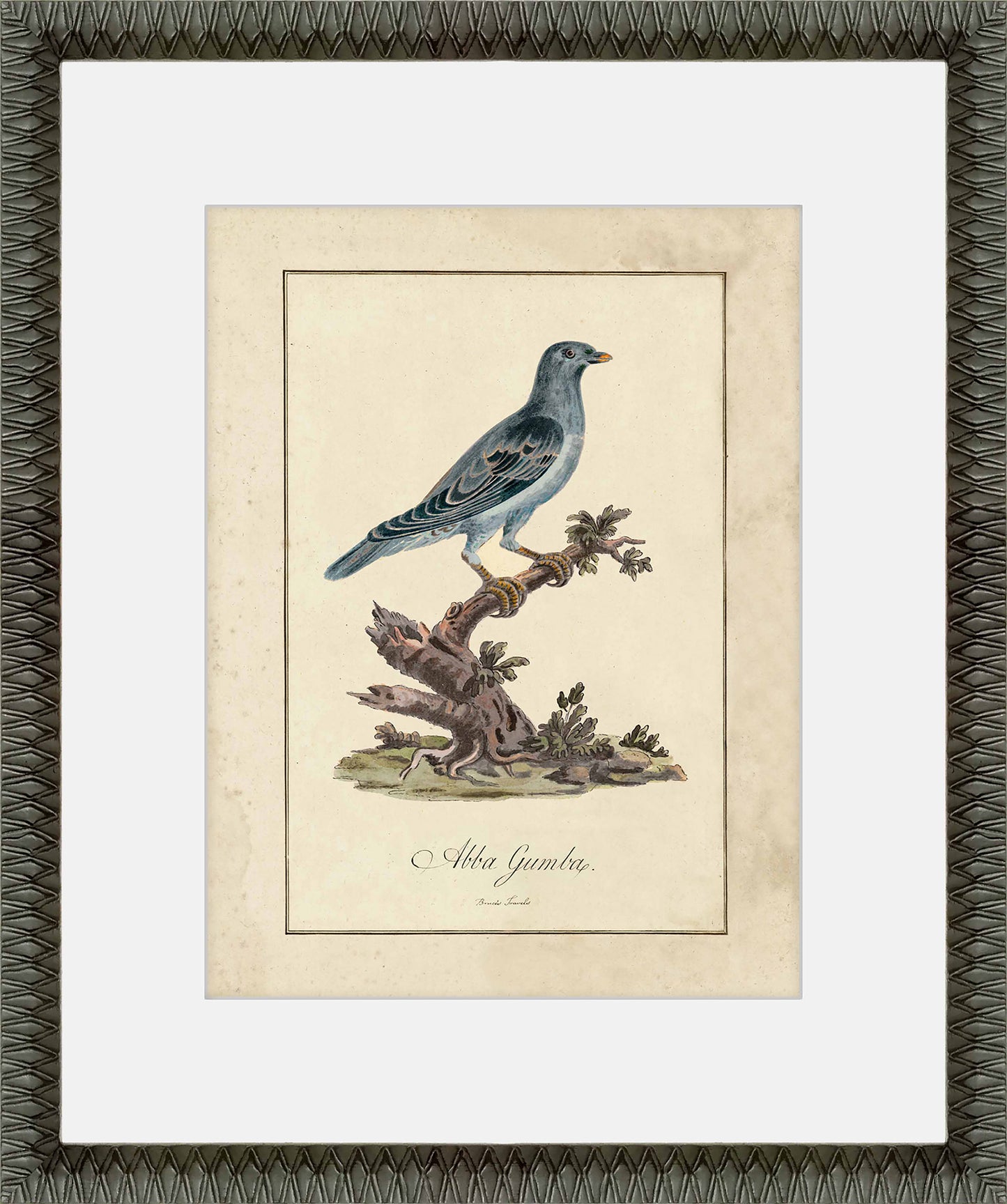 Martha Stewart Skylands | Ornithology Plate: Bluebird II | Framed Vintage Bird Illustration | Estate Natural History Art