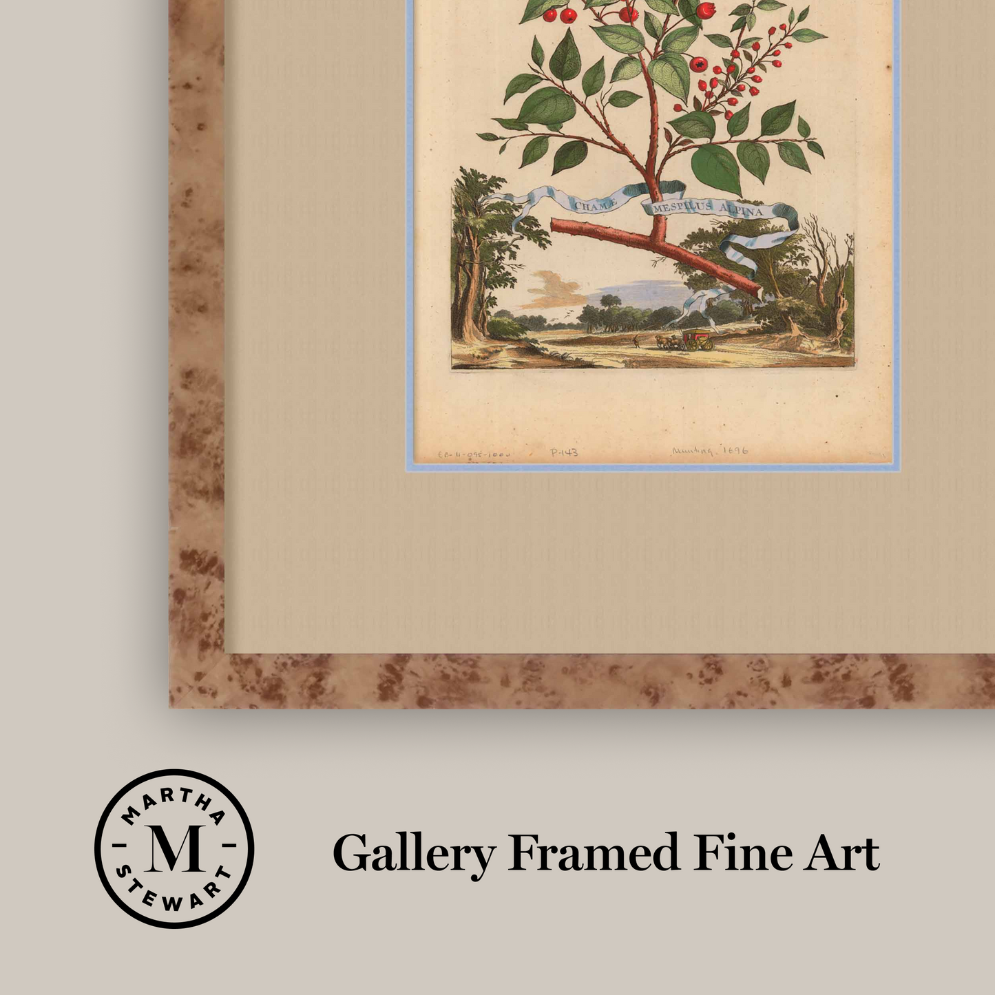 Martha Stewart Skylands | Estate Garden Study: Fruit Tree I | Framed Vintage Botanical Fruit Illustration | Historic Estate Wall Art