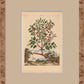 Martha Stewart Skylands | Estate Garden Study: Fruit Tree I | Framed Vintage Botanical Fruit Illustration | Historic Estate Wall Art