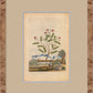 Martha Stewart Skylands | Estate Garden Study: Fruit Tree II | Framed Vintage Botanical Fruit Illustration | Historic Estate Wall Art