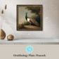 Martha Stewart Skylands | Ornithology Plate: Peacock | Framed Vintage Bird Illustration | Estate Wildlife Wall Art