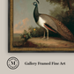 Martha Stewart Skylands | Ornithology Plate: Peacock | Framed Vintage Bird Illustration | Estate Wildlife Wall Art
