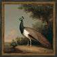 Martha Stewart Skylands | Ornithology Plate: Peacock | Framed Vintage Bird Illustration | Estate Wildlife Wall Art