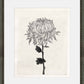 Martha Stewart Perry Street | Modern Floral Study I | Framed Black and White Contemporary Art