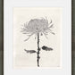 Martha Stewart Perry Street | Modern Floral Study II | Framed Contemporary Black and White Art