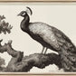 Martha Stewart Perry Street | Modern Wildlife: Peacock | Framed Contemporary Wall Art