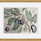 Martha Stewart Bedford | Orchard Botanical: Plum Branch | Framed Farmhouse Botanical Wall Art