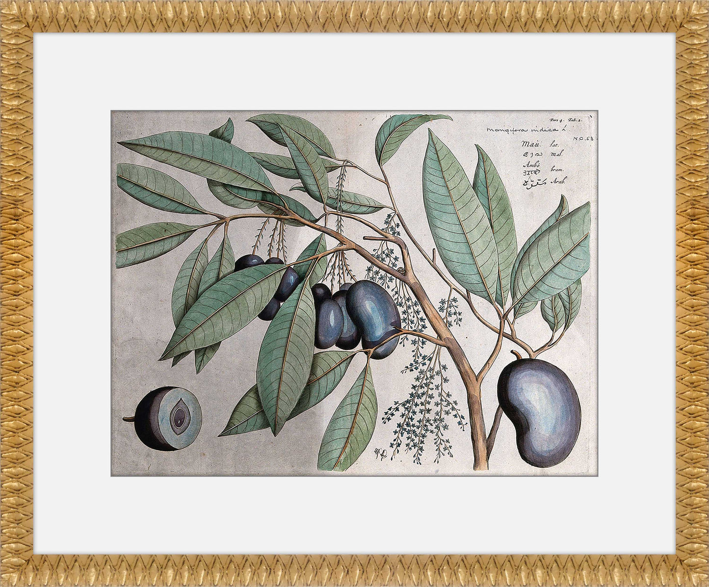 Martha Stewart Bedford | Orchard Botanical: Plum Branch | Framed Farmhouse Botanical Wall Art