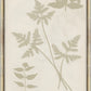 Martha Stewart Bedford | Shadow Botanical Study I | Framed Farmhouse Wall Art