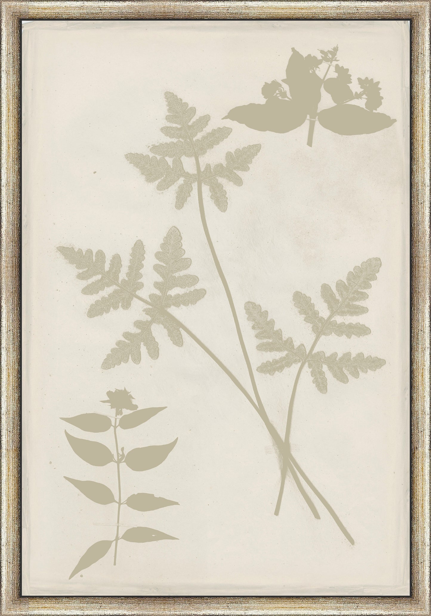Martha Stewart Bedford | Shadow Botanical Study I | Framed Farmhouse Wall Art