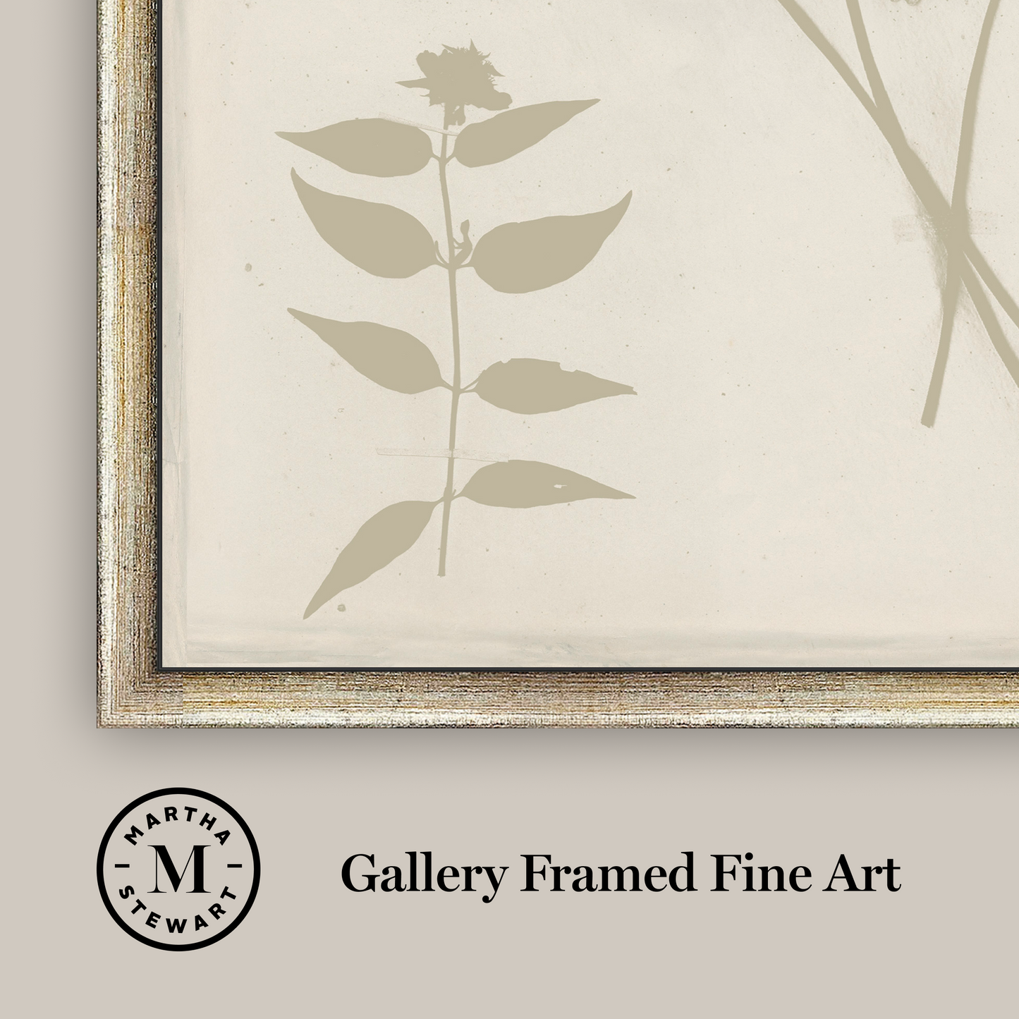 Martha Stewart Bedford | Shadow Botanical Study II | Framed Country Farmhouse Wall Art