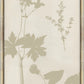 Martha Stewart Bedford | Shadow Botanical Study II | Framed Country Farmhouse Wall Art