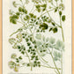 Martha Stewart Bedford | Vintage Vegetable Chart II | Framed Country Farmhouse Wall Art