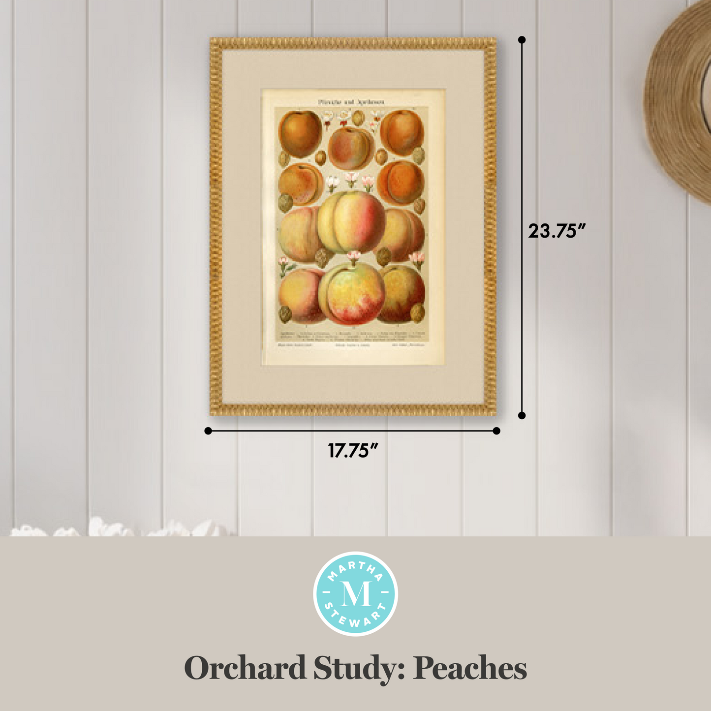 Martha Stewart Bedford | Orchard Study: Peaches | Framed Country Farmhouse Wall Art