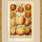 Martha Stewart Bedford | Orchard Study: Peaches | Framed Country Farmhouse Wall Art