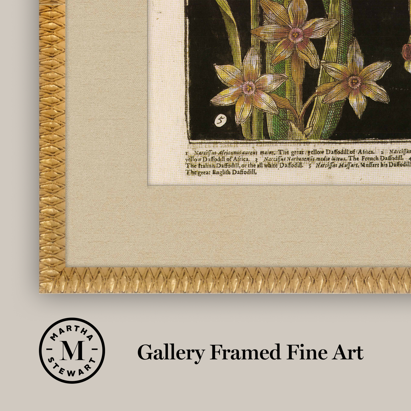 Martha Stewart Bedford | Magnolia Botanical Study | Framed Country Farmhouse Wall Art
