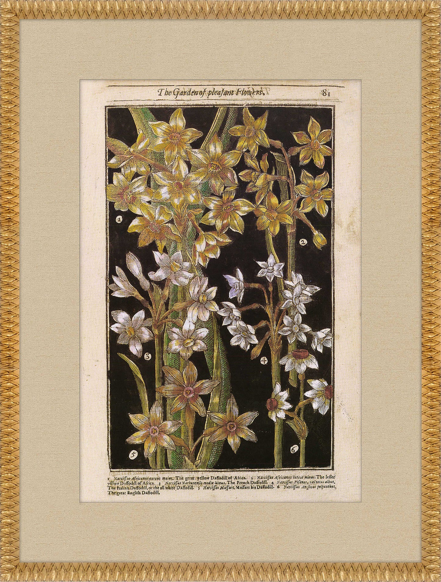 Martha Stewart Bedford | Magnolia Botanical Study | Framed Country Farmhouse Wall Art