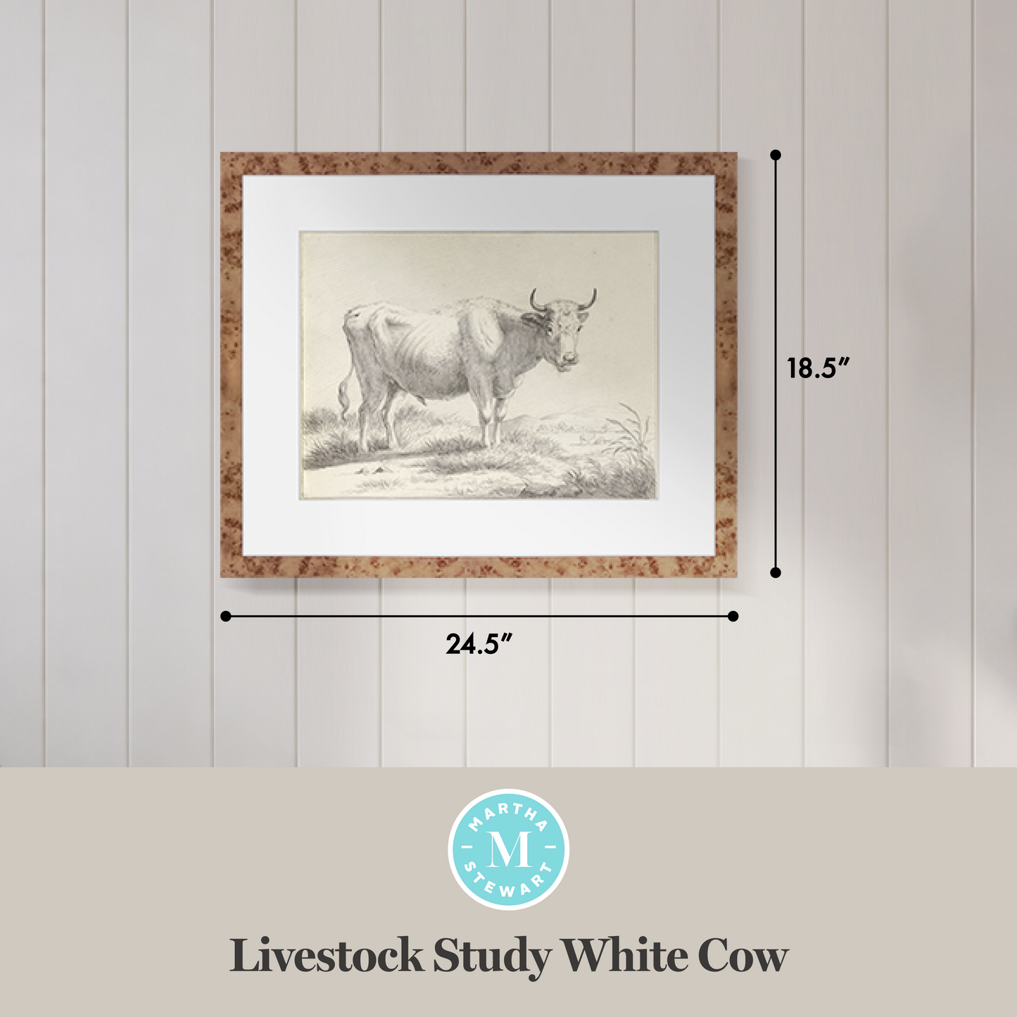 Martha Stewart Bedford | Livestock Study: White Cow | Framed Country Farmhouse Wall Art