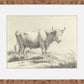 Martha Stewart Bedford | Livestock Study: White Cow | Framed Country Farmhouse Wall Art