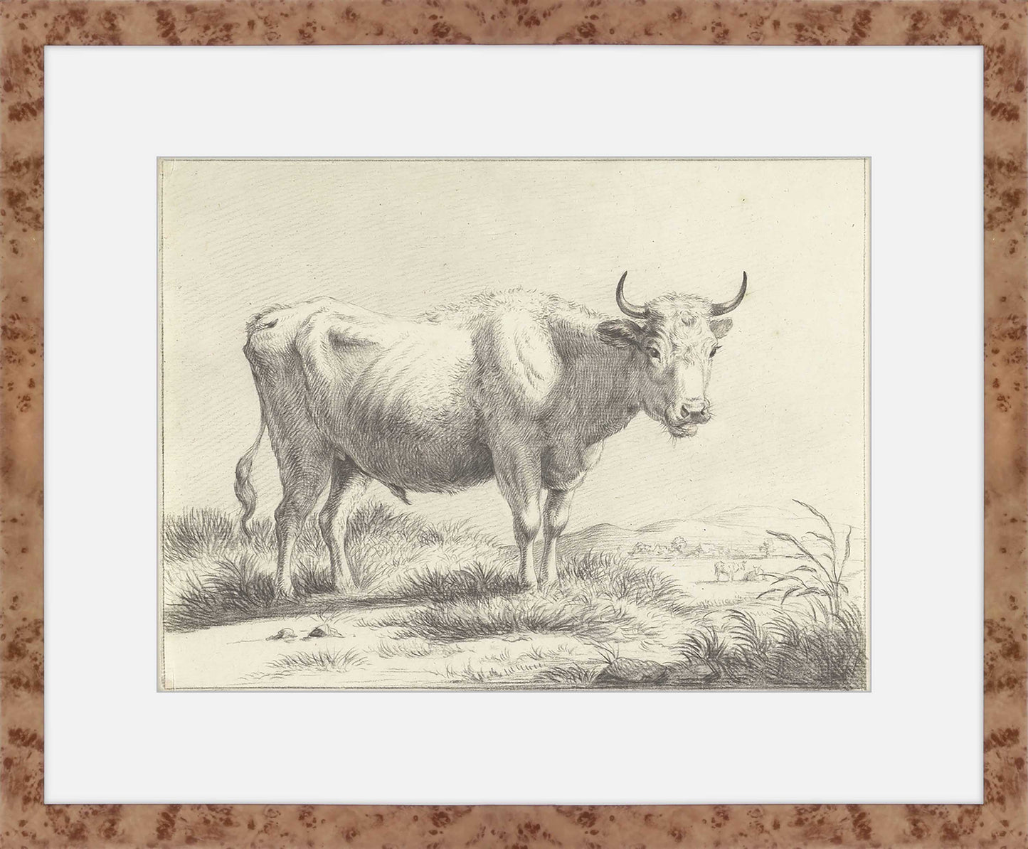 Martha Stewart Bedford | Livestock Study: White Cow | Framed Country Farmhouse Wall Art