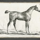 Martha Stewart Bedford | Equestrian Study: Standing Horse | Framed Country Farmhouse Wall Art