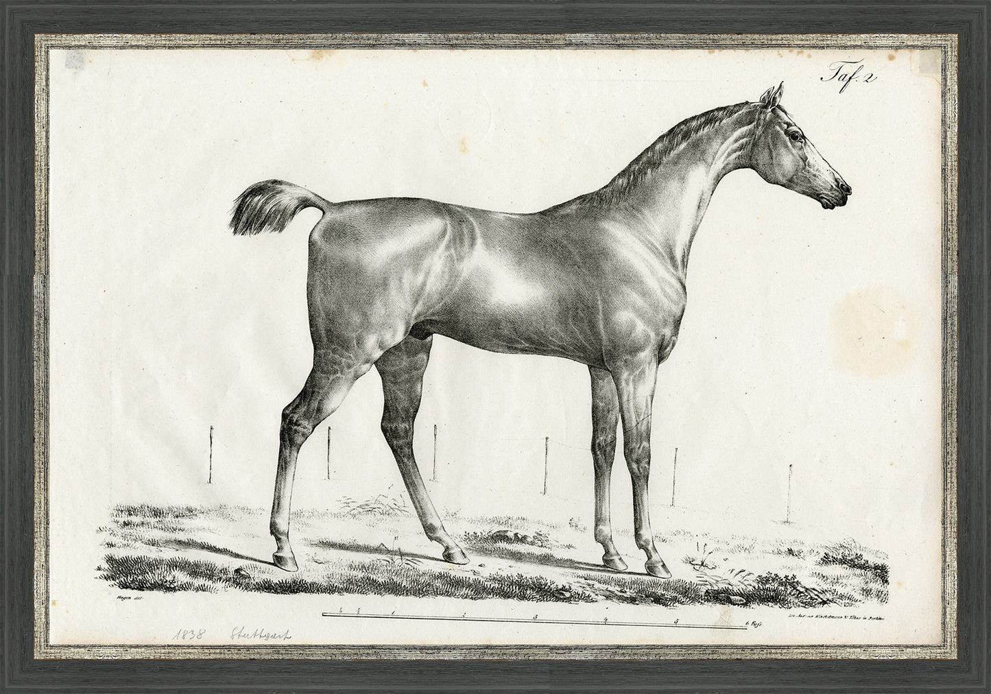 Martha Stewart Bedford | Equestrian Study: Standing Horse | Framed Country Farmhouse Wall Art