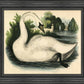 Martha Stewart Bedford | Pastoral Study: Swan by Water | Framed Country Farmhouse Wall Art