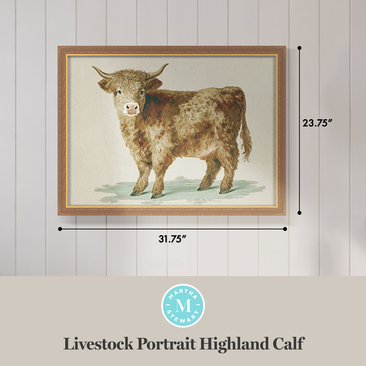 Martha Stewart Bedford | Livestock Portrait: Highland Calf | Framed Country Farmhouse Wall Art